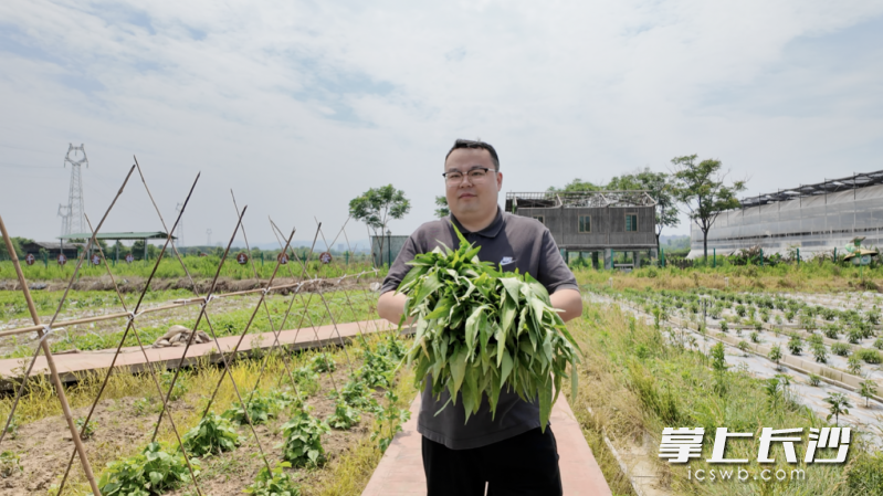 余劭劼捧着刚刚采收的空心菜。长沙晚报全媒体记者 周数邑 摄