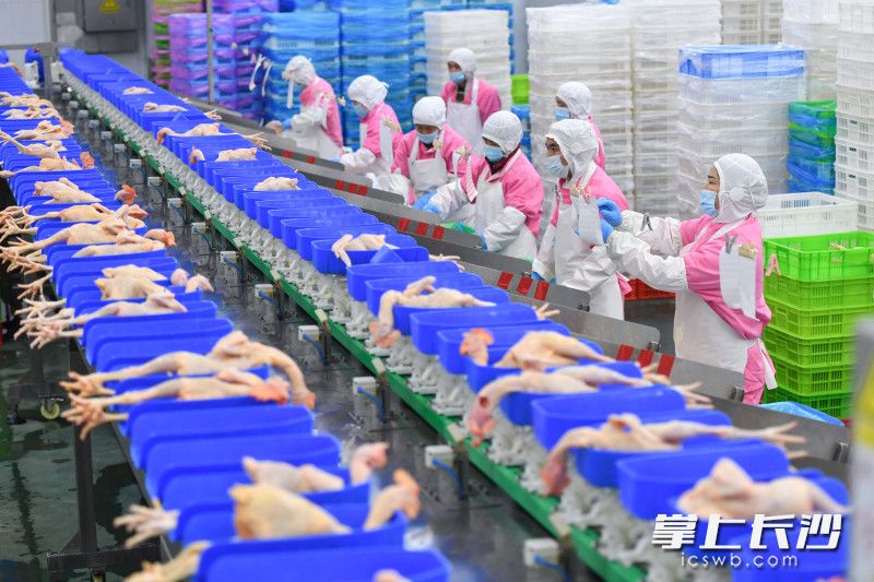 自动生产线上，处理后的冰鲜鸡自动分拣。