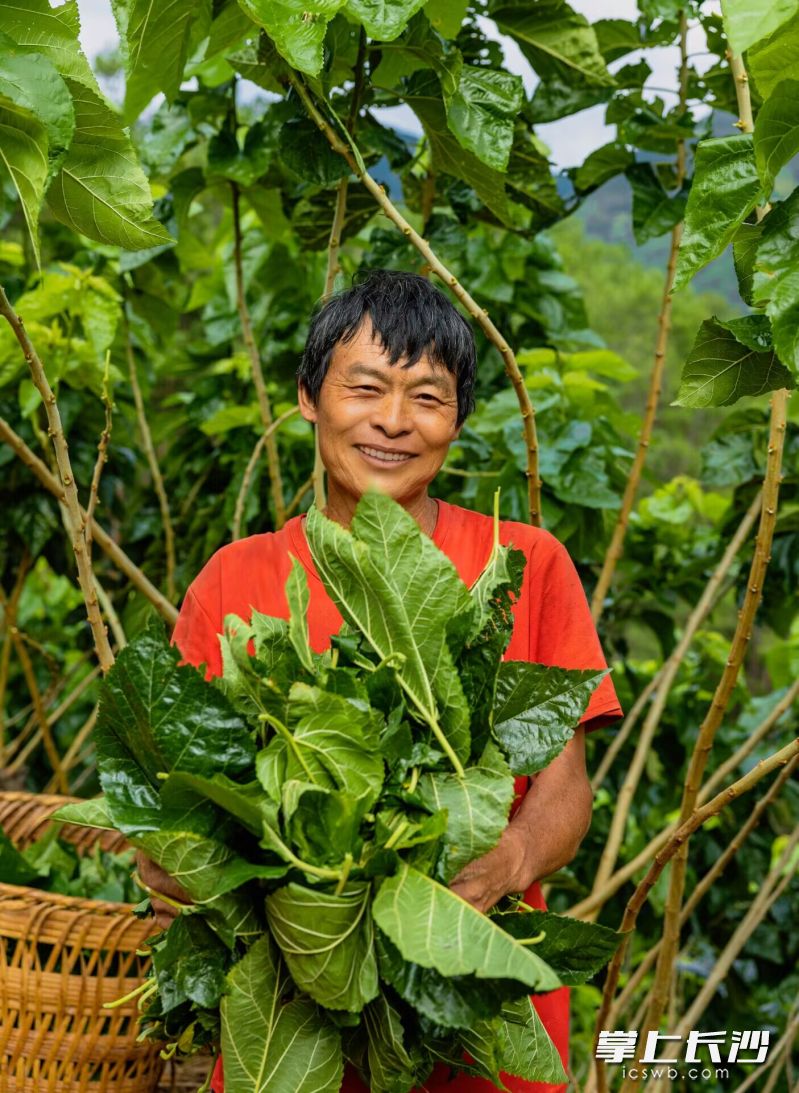 手抱桑叶，新林村村民李平畅满是喜悦。 攀枝花市融媒体中心见习记者 杨晶尧 摄