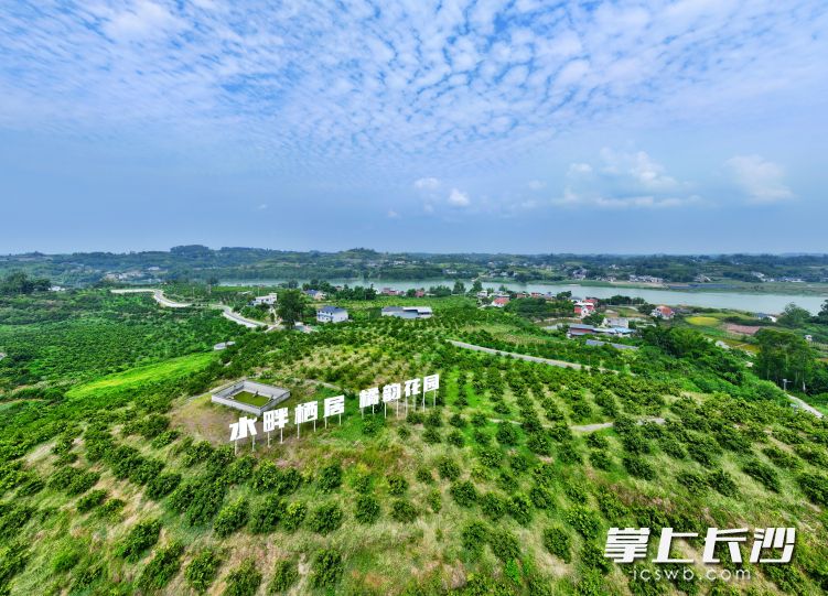苗仙湖省级五星级柑橘农业园区。自贡融媒记者 芶思 摄