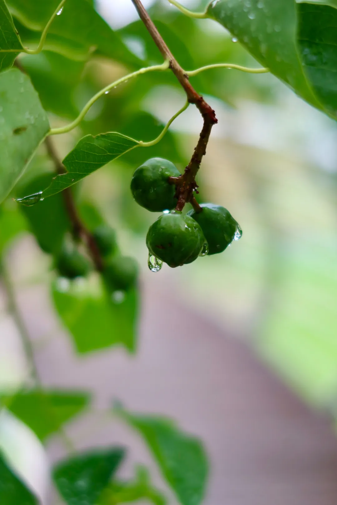 　　阴雨天的一抹碧绿。图/曹宇旋