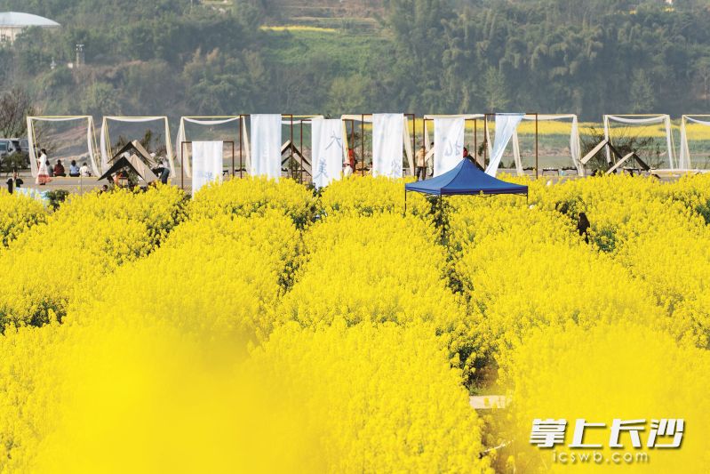 三江村泸天化现代农业示范园区油菜花海。泸州市安富街道办事处供图