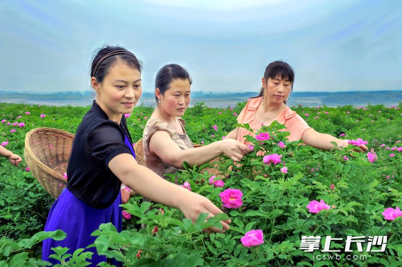 游客在红湾社区体验玫瑰采摘。 童长宇 摄