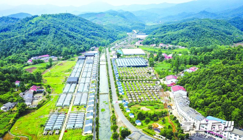 随县三里岗镇吉祥寺村香菇种植基地。 随州日报全媒体记者 李文军 摄