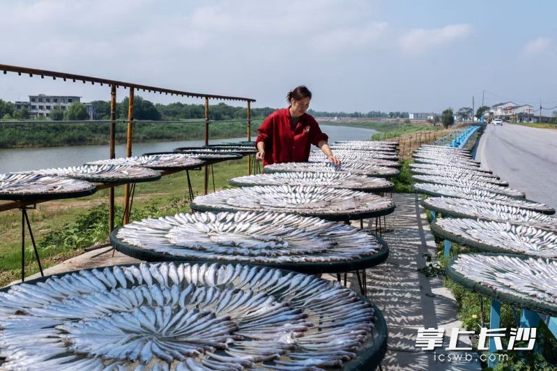 六门闸社区居民晒制风干鱼。 通讯员 许理伟 摄 六门闸社区居民晒制风干鱼。 通讯员 许理伟 摄