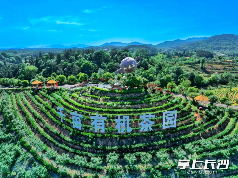 仙女谷千亩有机茶园。 均为新余市融媒体中心供图 仙女谷千亩有机茶园。 均为新余市融媒体中心供图