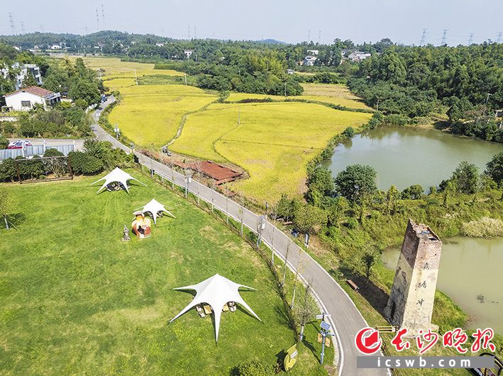 秋日的彩陶源村,生态营地与金色稻田相映成趣。长沙晚报全媒体记者 郭雨滴 摄