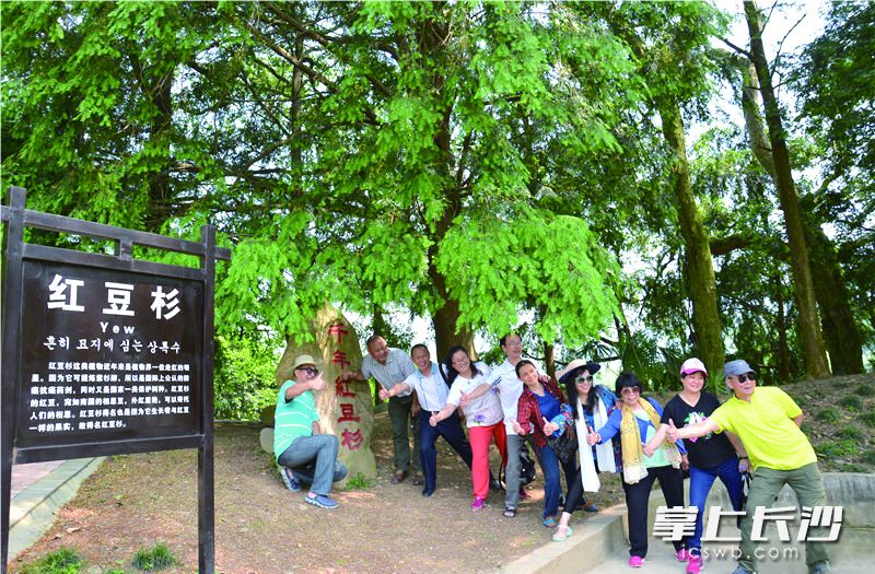 千年红豆杉。 均为九江日报供图 千年红豆杉。 均为九江日报供图