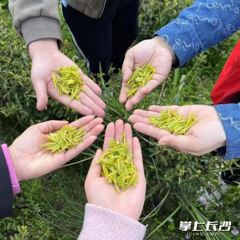新鲜黄茶。 均为新余市融媒体中心供图 新鲜黄茶。 均为新余市融媒体中心供图
