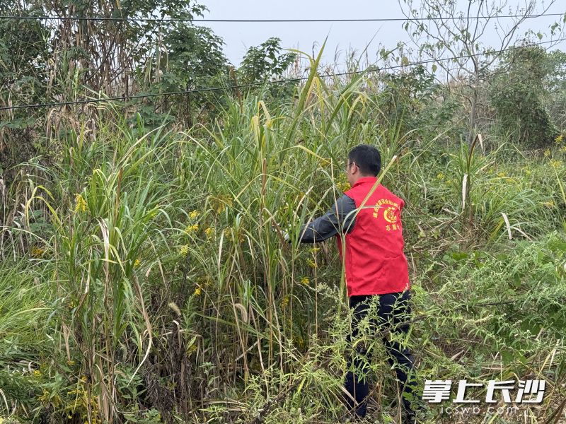 志愿者们正忙着拔除一大片茂盛密集的加拿大一枝黄花。 志愿者们正忙着拔除一大片茂盛密集的加拿大一枝黄花。