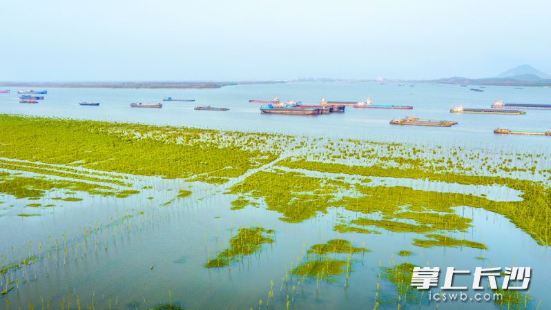 保安村水清岸绿的江畔景色。 均为芜湖传媒中心全媒体记者许诚、芜湖日报特约摄影师肖本祥摄 保安村水清岸绿的江畔景色。 均为芜湖传媒中心全媒体记者许诚、芜湖日报特约摄影师肖本祥摄