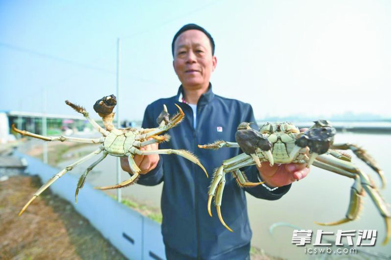 保安村养殖的优质蟹。 保安村养殖的优质蟹。