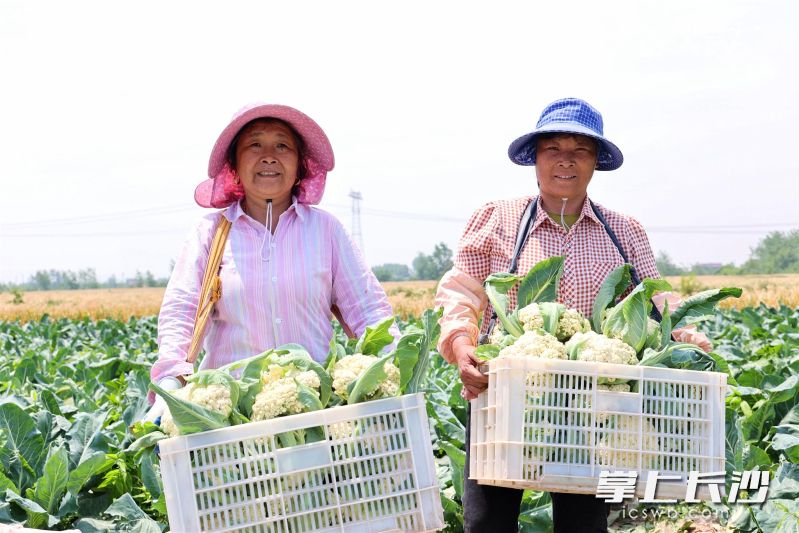 村民在蔬菜基地采收花菜。 村民在蔬菜基地采收花菜。
