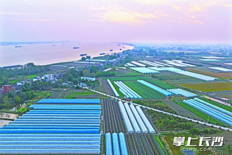 红旗村沿江风光旖旎。 均为芜湖日报特约摄影师王玉实摄 红旗村沿江风光旖旎。 均为芜湖日报特约摄影师王玉实摄