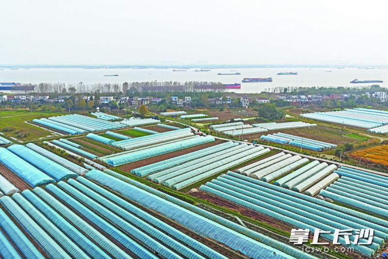 红旗村建设高标准农田发展现代农业。 红旗村建设高标准农田发展现代农业。