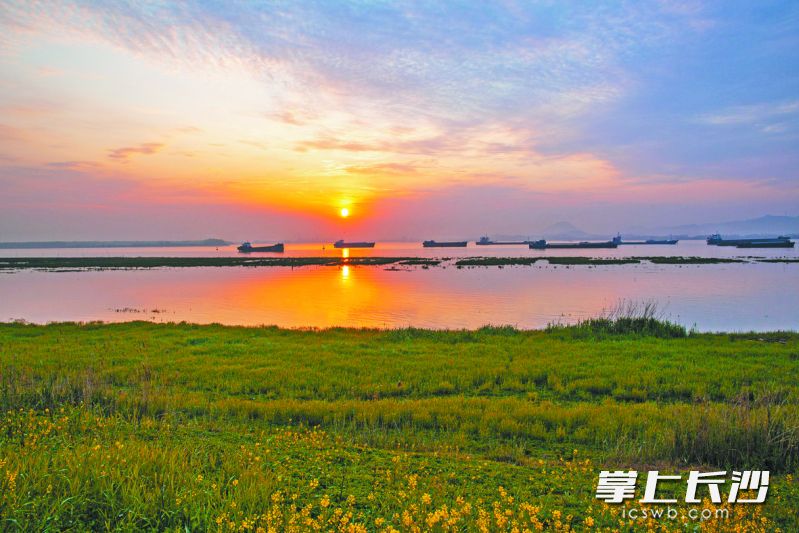 保安村江岸复绿后的美丽风光。 保安村江岸复绿后的美丽风光。