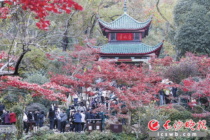 爱晚亭枫叶进入全盛期,游客沉醉于“枫”景中。长沙晚报全媒体记者 周数邑 摄 爱晚亭枫叶进入全盛期,游客沉醉于“枫”景中。长沙晚报全媒体记者 周数邑 摄