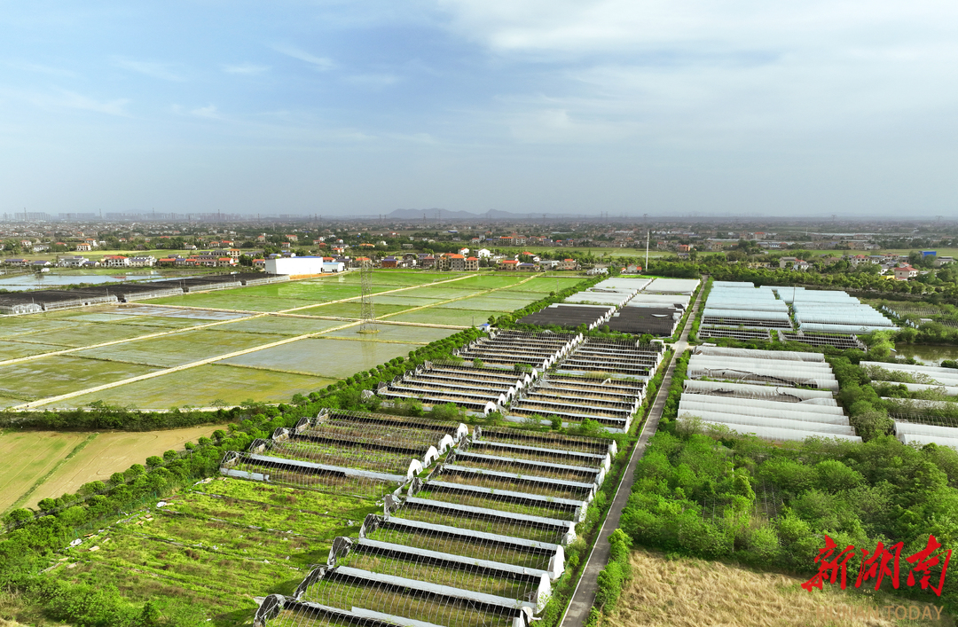 2025年4月16日，长沙市望城区靖港镇复胜村。（资料图片）湖南日报全媒体记者 易昂 摄