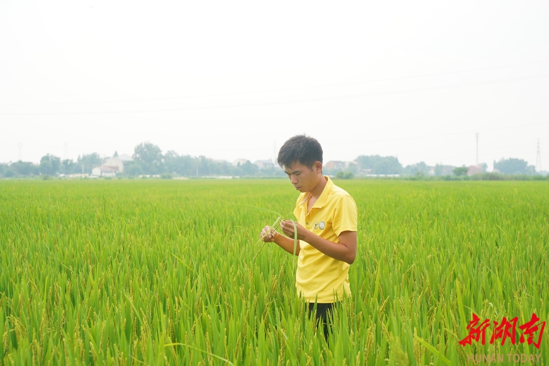 2025年6月，屈原管理区种粮大户林林在田间查看早稻长势。胡盼盼 摄