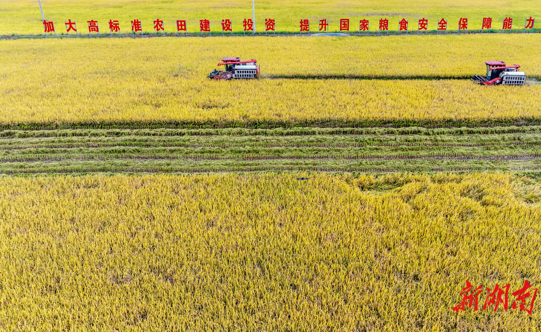 东安县芦洪市镇西江桥村，收割机在收割晚稻。蔡小平 刘颜婷 摄影报道（湖南图片库）