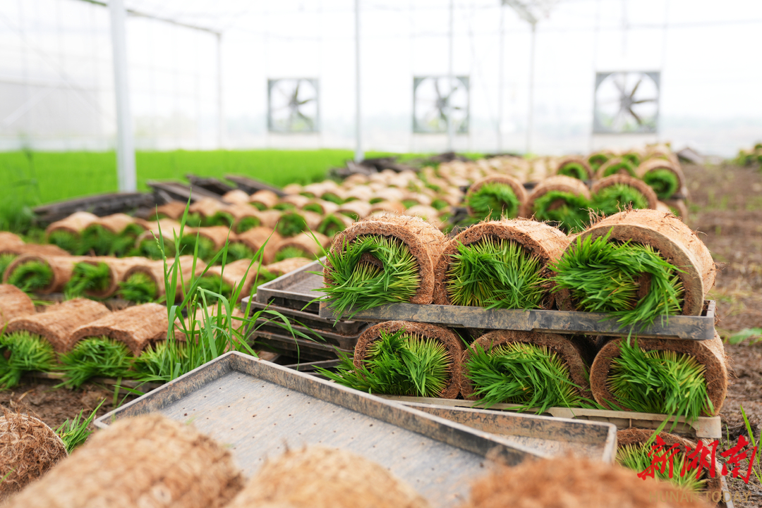 2025年4月16日，长沙市望城区靖港镇复胜村育秧大棚。（资料图片）湖南日报全媒体记者 易昂 摄