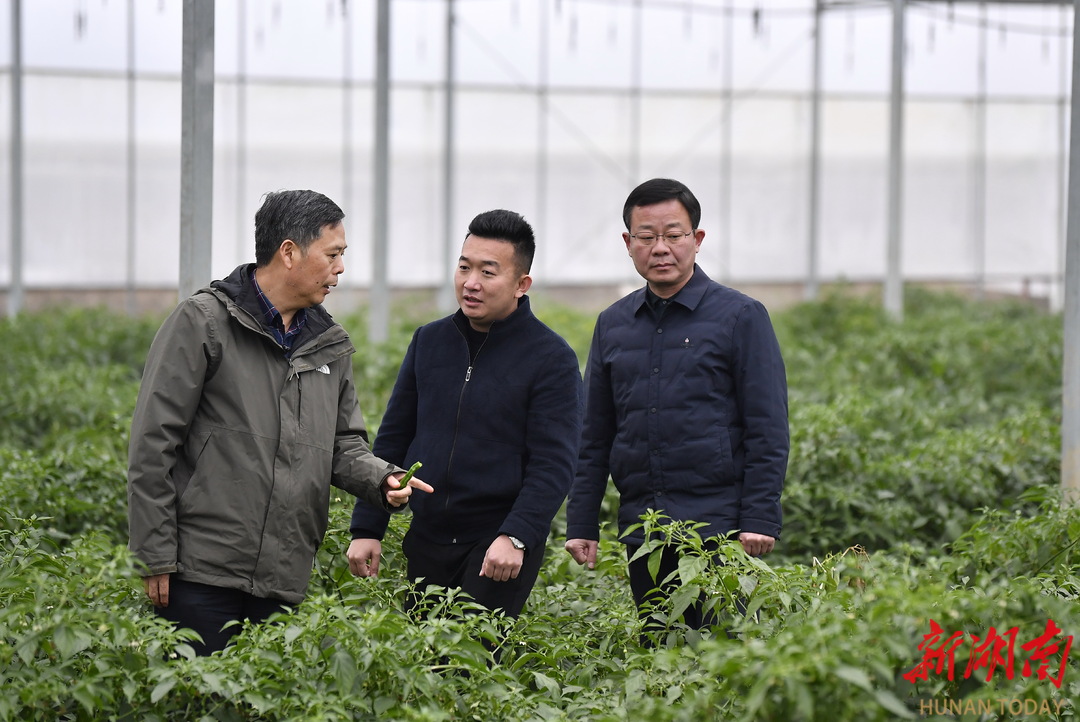 1月5日，长沙市望城区靖港镇复胜村，李稳香（左一）在辣椒大棚与种植大户交谈。湖南日报全媒体记者 童迪 摄